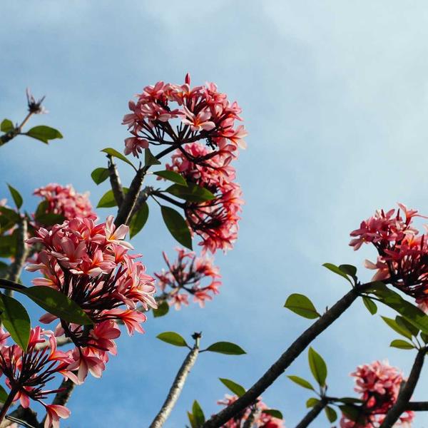 Cedar & Pine Soy Candle - image 2