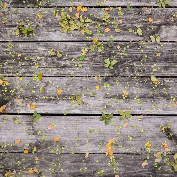 Dark Chocolate Bark with Sea Salt - image 1