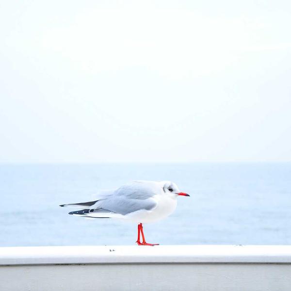 Merino Wool Base Layer - image 3