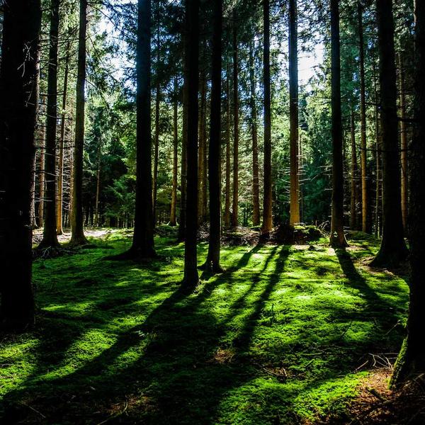 Coconut Repair Shampoo - image 2