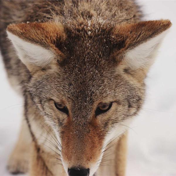 Waxed Canvas Backpack - image 2