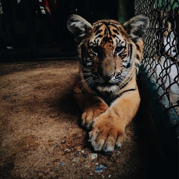 Leather Watch Strap – Cognac - image 2